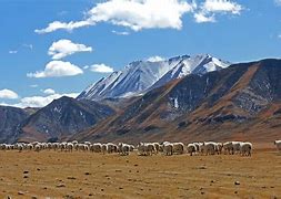 卡尔巴尔斯基嗷眸可及，登峰造极夺魁的简单介绍